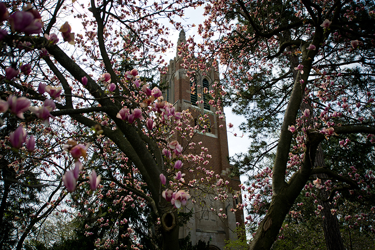 View of the Beaumont Tower through spring trees in bloom.