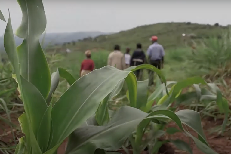 A group walking in a field in Africa